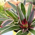 thumbnail image 6 of Altman Plants Neoregelia Rafael | Bromeliad Houseplant & Perennial | 4qt. Grow Pot; Indirect Light, 6 of 9