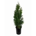 thumbnail image 1 of Emerald Green Arborvitae Tree ( Thuja ) - Live Plant - Trade Gallon Pot, 1 of 3