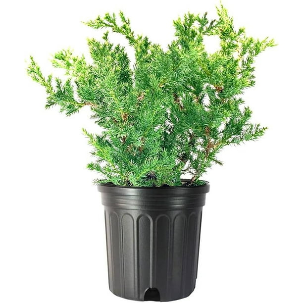 San Jose Juniper 3 Live Gallon Size Plants Juniperus Chinensis Bonsai ...