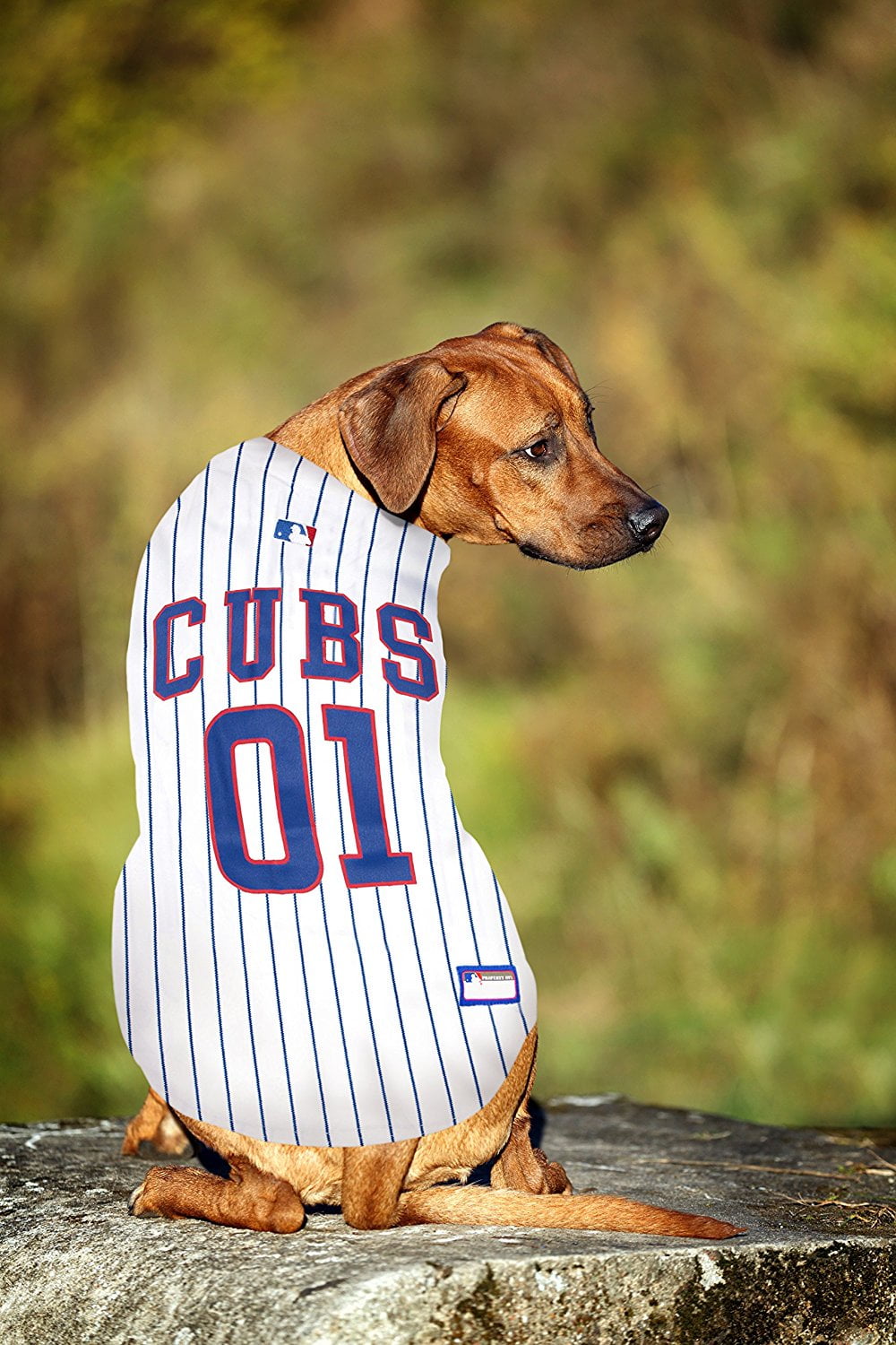 chicago cubs dog shirt