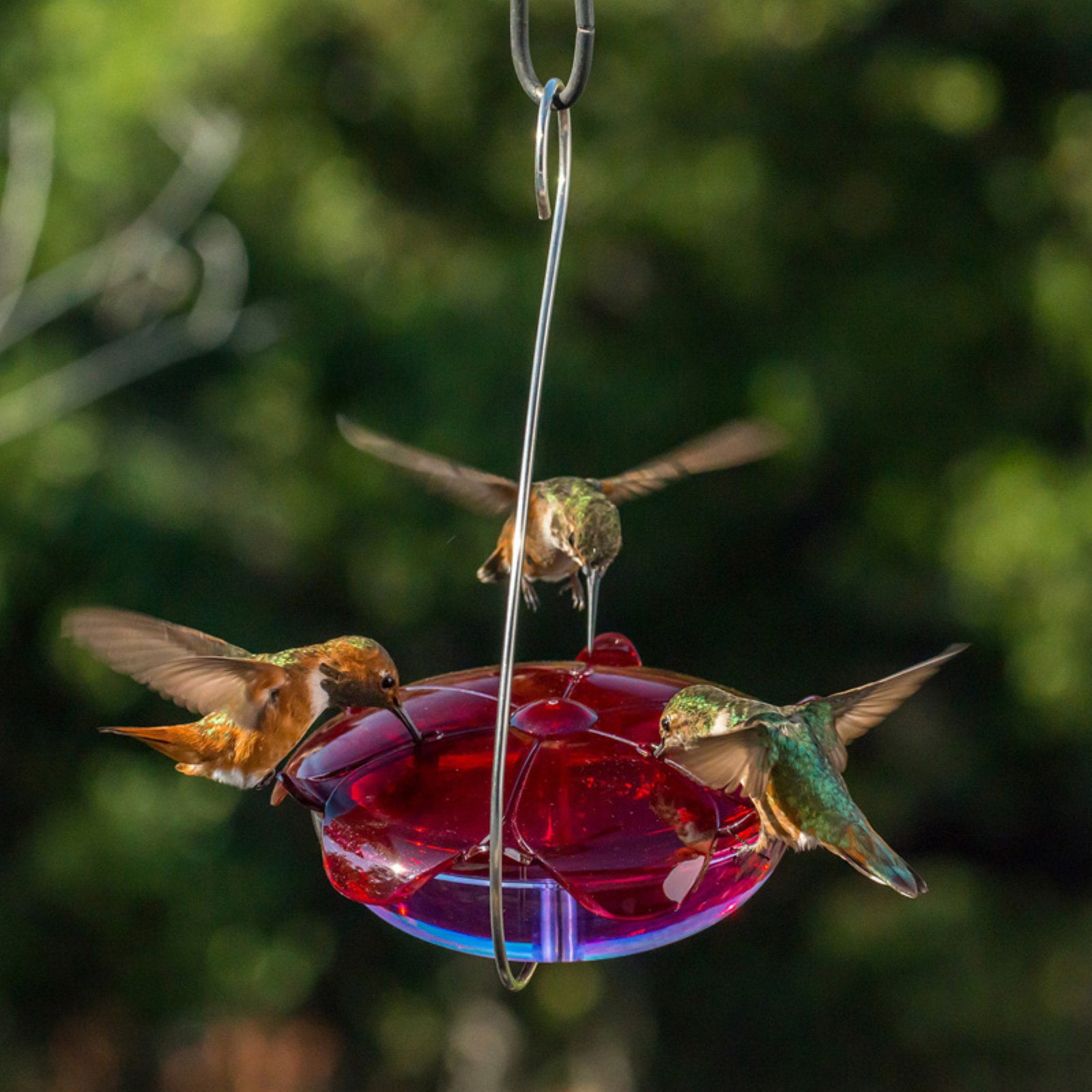 Droll Yankees Lavender Ruby Sipper Hummingbird Feeder Walmart Com