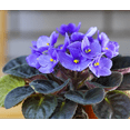 thumbnail image 2 of Violets Purple Plant Live for Planting, African Violet Flowers, Purple Blooming Violet for Garden, 3-5 Inch Tall, 4 Inch Pot, 2 of 5