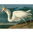 thumbnail image 2 of John James, Audubon 32x25 Black Ornate Wood Framed with Double Matting Museum Art Print Titled - Great White Heron, 2 of 4