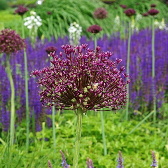 Easy to Grow Allium Atropurpureum 20 Plant Bulbs, Purple Flowers Spring to Summer Outdoor Full Sun