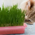 thumbnail image 6 of WRISTBIQUE Cat Grass Planter Pink 1Set 12.8X8.9In, 6 of 6