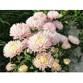 thumbnail image 1 of 30 Graines à Double Fleur de Callistephus de Pivoine Française d'Abricot Duchess PAEONY ASTER, 1 of 1
