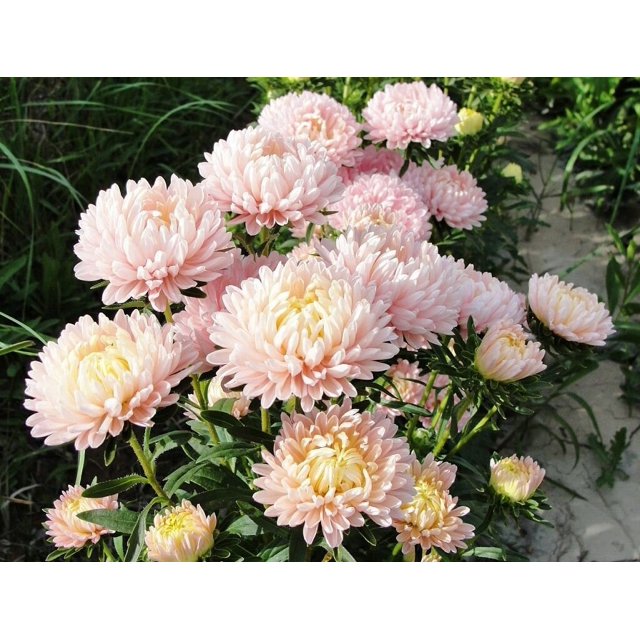 30 Graines à Double Fleur de Callistephus de Pivoine Française d'Abricot Duchess PAEONY ASTER