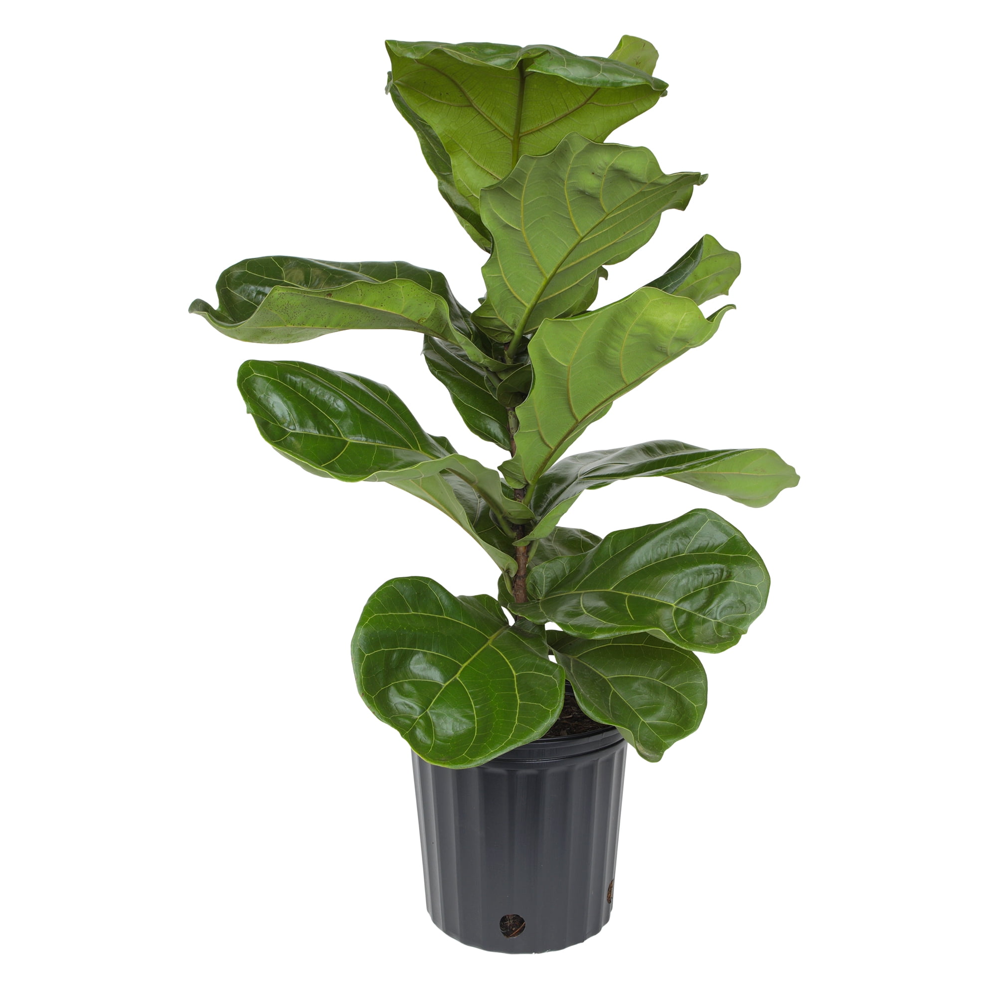 Ficus Lyrata Tree in 10" Grower Pot, Air Purifying Live Plant