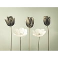thumbnail image 3 of Frank, Assaf 14x12 Black Modern Framed Museum Art Print Titled - Tulip flowers in a row, 3 of 5