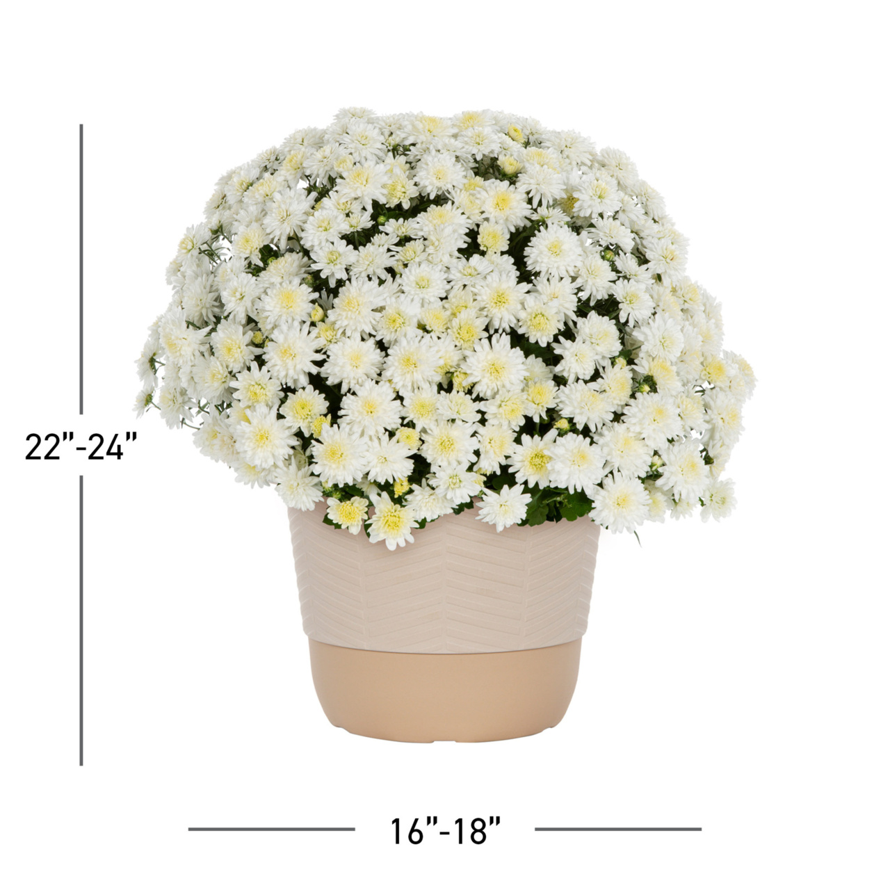 Better Homes & Gardens 1.5Gal White Garden Chrysanthemum Plant Decorative Pot Sun