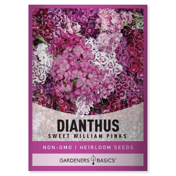 Sweet William Pinks Dianthus Seeds