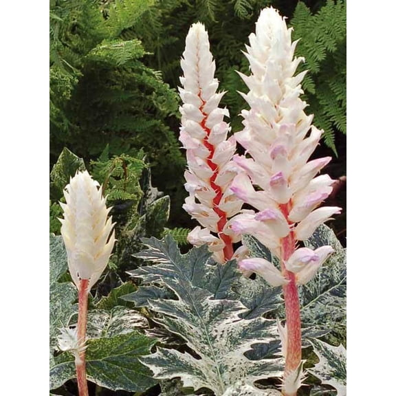 RedCrocus Acanthus White Water - Shade-loving Deciduous Plant for Gardens & Containers  5 Gallon Pot
