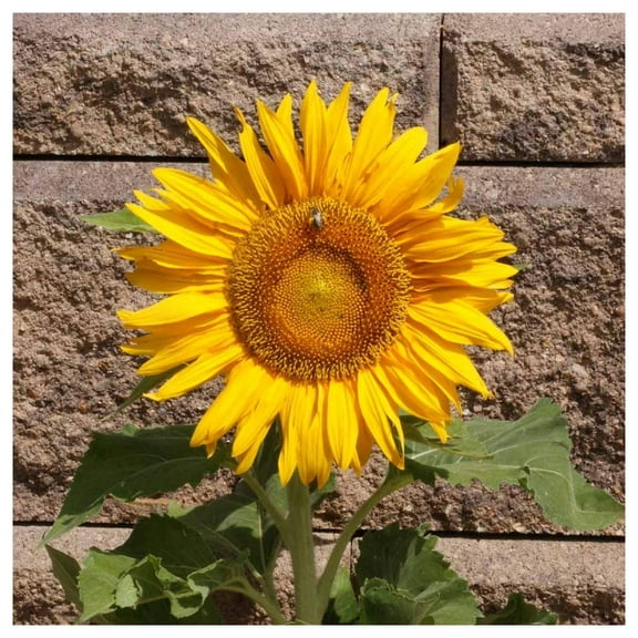 Everwilde Farms - 1 oz Sunspot Dwarf Sunflower Garden Flower Seeds - Gold Vault Bulk Seed Packet
