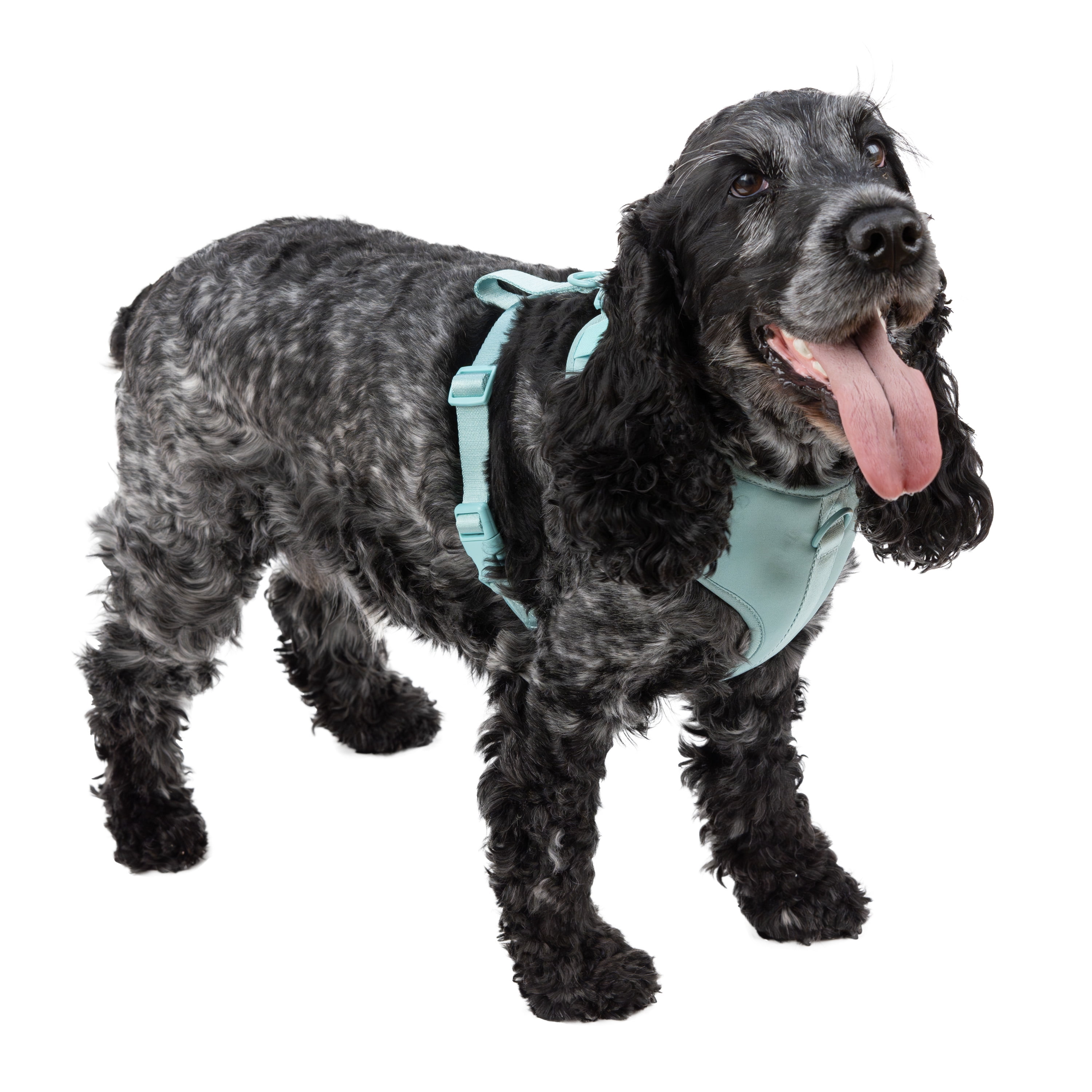 Vibrant Life Polyester & Spandex Adjustable Dog Harness, Blue, Medium