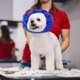 thumbnail image 4 of de Oreja de Perro Disfraz de Perro Diadema de Redecil de Invierno para METRO Zulema Cubierta de orejas de mascotas, 4 of 8