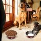 thumbnail image 4 of Comedero de acero inoxidable para perros con base antideslizante y comedero lento | Comedero y bebedero irrompible para perros y gatos | Juego de comedero antiderrames fácil de limpiar, 4 of 4
