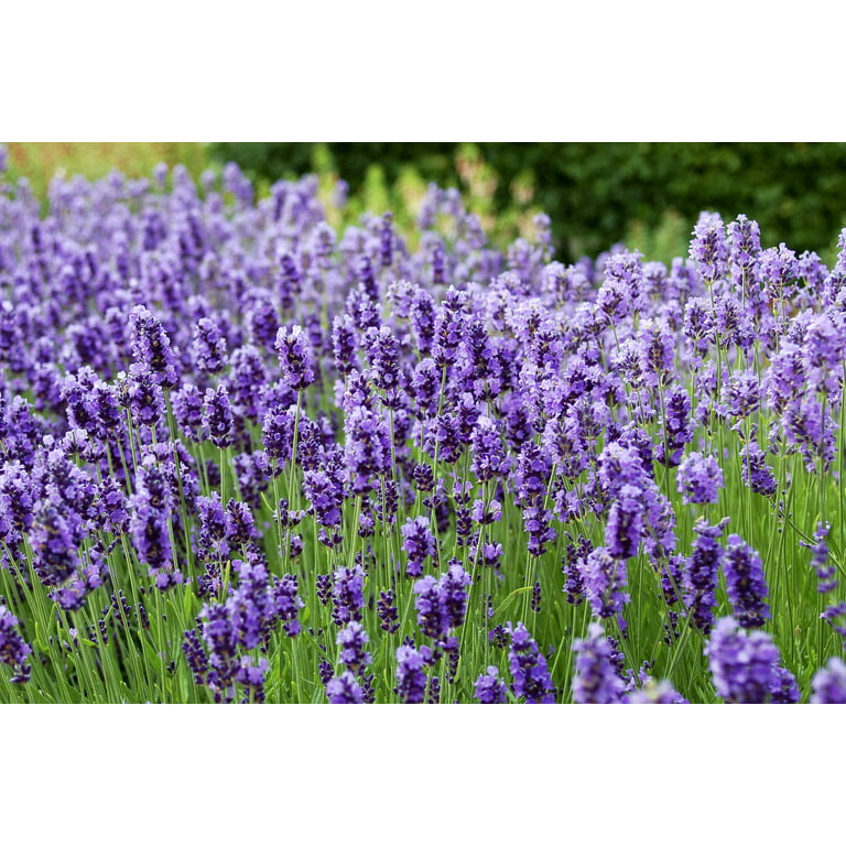 Lavender Plants for Sale  Big Time Blue – Easy To Grow Bulbs