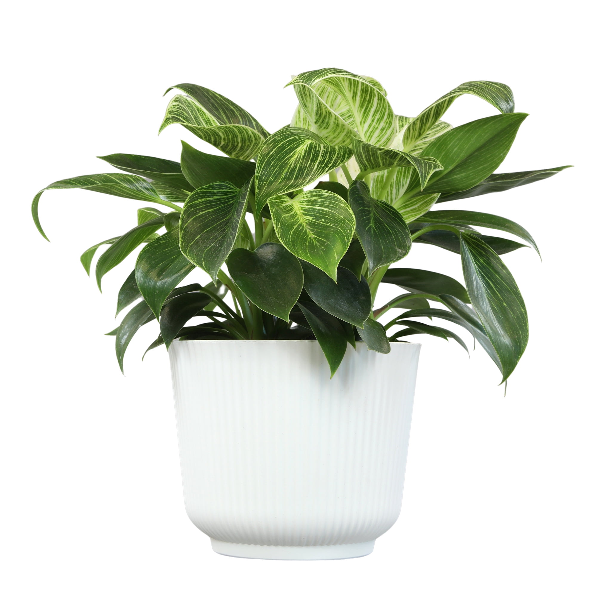 Philodendron Birkin Variegated Houseplant | 6in Decor Pot; Indirect Light | Element by Altman Plants