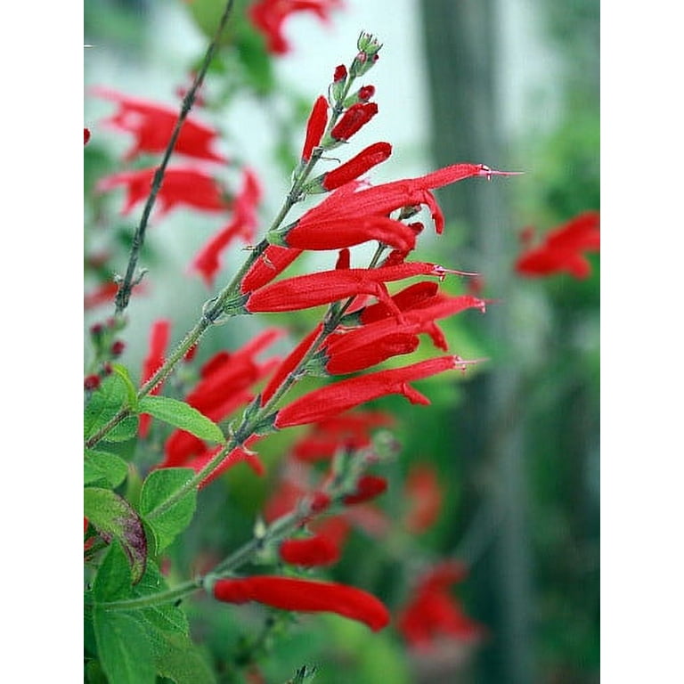 Live Pineapple Sage Plant - 4"" Pot - Perennial Evergreen, Hummingbird  Favorite" - Walmart.com