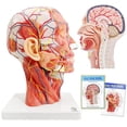 thumbnail image 1 of Cabeza anatómica modelo EVOTECH, media cabeza humana con musculatura, 1 of 8