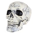 thumbnail image 2 of Calavera de Halloween de aspecto realista, cabeza de esqueleto para decoración de mesa o bar en casa., 2 of 7