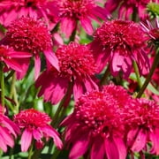 3 Double Scoop Cranberry Coneflower/ Echinacea in 4 Inch Pots (one plant per pot) Deer Resistant!