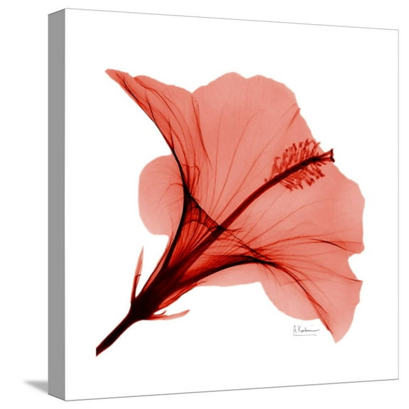 Art.com Red Hibiscus Stretched Canvas Print Wall Art by Albert Koetsier, 16" x 16"