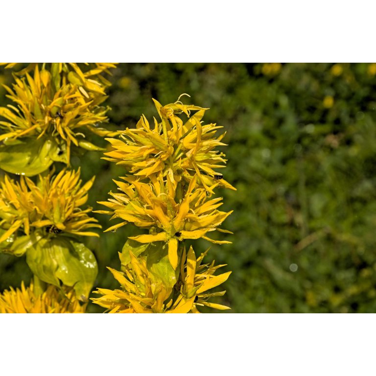 damascus rose plant Damascus Rose– Leilani Fine Tea main image 0