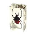 thumbnail image 1 of Ed Speldy East PW202 Poids à Papier Vrai Insecte Régulier-Moyen-Antre Coléoptère Cornu, 1 of 1