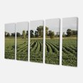 thumbnail image 2 of Wisconsin Soybean Field Rows - Landscape Canvas Art Print, 2 of 3