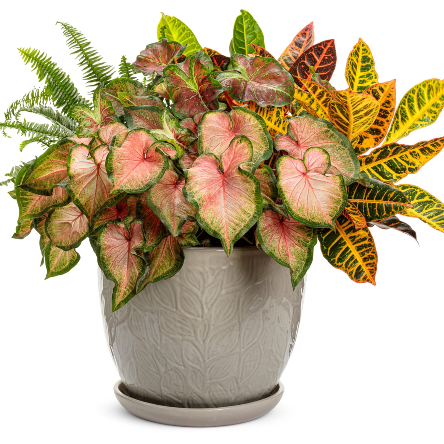Proven Winners 5" Multicolor Heart to Heart 'Chinook' Sun or Shade Caladium Live Plant in 4.5" Pot (4 Count)