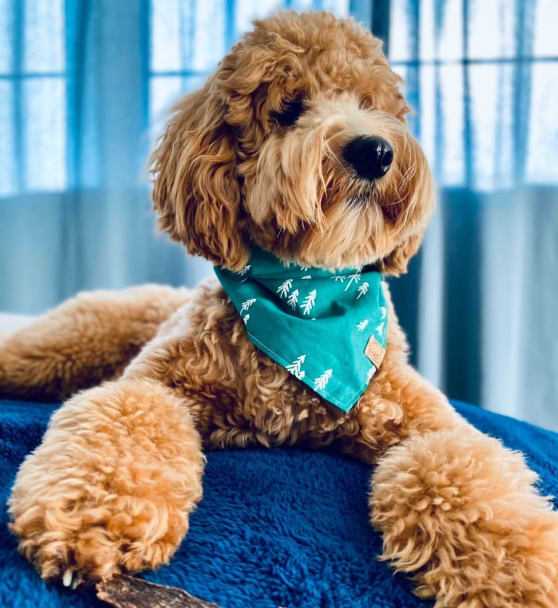 rocket & rex Extra Large Waterproof Dog Blanket, Blue, Washable Waterproof Pet Blanket Protects Beds, Couches & Other Furniture, Premium Fleece Fabric with Reversible Faux Suede, 56" x 73" (Pack of 1