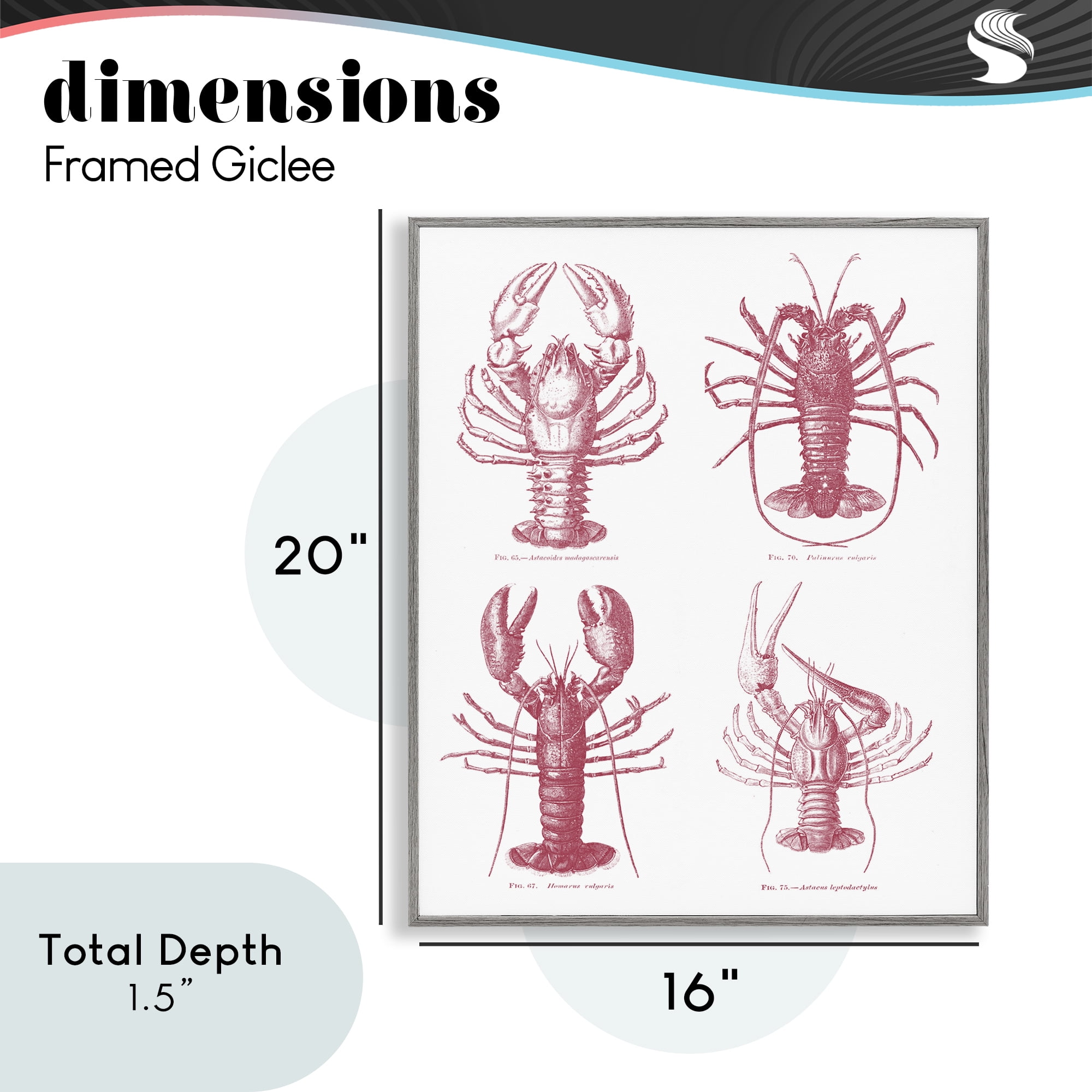 Timeless Lobsters Species Gray Framed Giclee Art, design by Lettered and Lined