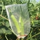 thumbnail image 2 of 100pcs Garden Plant Fruit Protection Bag Drawstring Net Bag Protect Bags 10cm X 15cm, 2 of 2