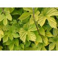 thumbnail image 2 of Golden Beer Hops Vine - Humulus - Grow your own Beer - 4" Pot, 2 of 3