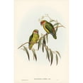 thumbnail image 2 of Gould, John 13x18 Black Modern Framed Museum Art Print Titled - Coxens Parakeet-Cyclopsitta Coxeni, 2 of 4
