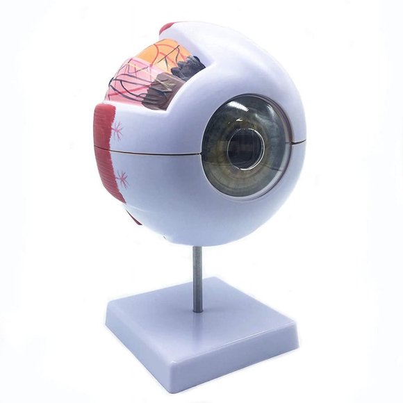 6X Enlarged Human Eye Anatomical Model,Anatomically Accurate Model Anatomy for Science Classroom Study
