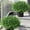 Green  Boxwood, variant on Geraniums Artificial Flowers for Outdoors, 2 Pack Potted Plants Fake Geranium Bush Realistic Fake Flowers UV Resistant Faux Flowers for Outdoor Planters Outside Gardens Front Door Yard Indoor,HotPink