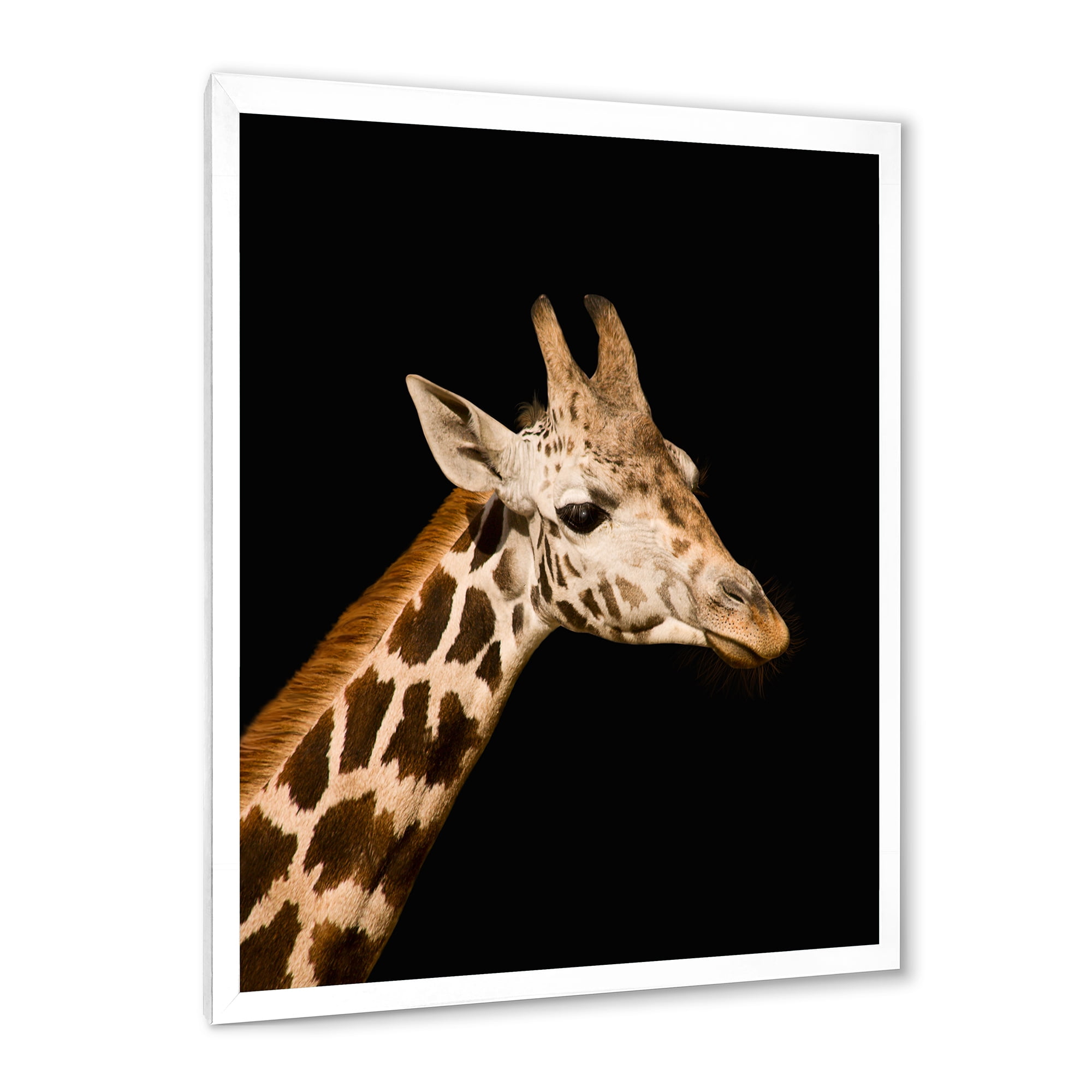 Designart 'Close Up Portrait Of A Giraffe On Black IV' Farmhouse Framed Art Print