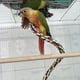 thumbnail image 5 of 1,5 M loro colorido escalada cuerda columpio juguetes soporte para loros con campana y Clip colgante para loros, periquitos, guacamayos, periquitos,, 5 of 5