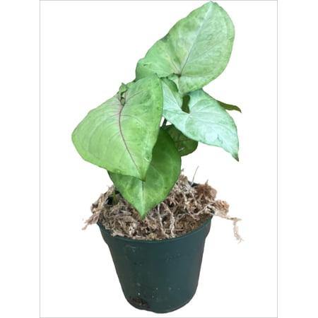 Succulents & Such Syngonium Cream Allusion Live Plant, Moderate Ligh