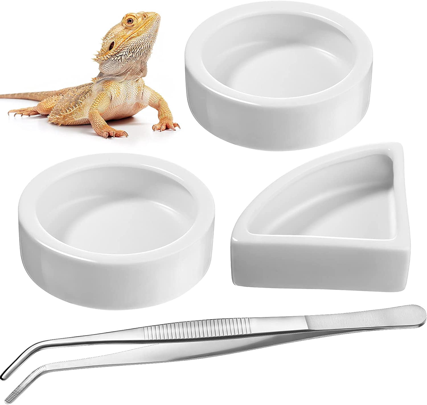 bearded dragon food dish