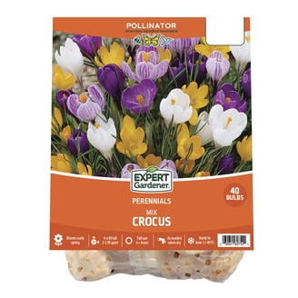 Expert Gardener Strawberry Collection (Set of 30 Bundled Dormant