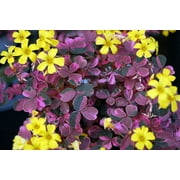 Plum Crazy Shamrock - Oxalis - 2.5" Pot - Fairy Garden Plant/House Plant/Edible