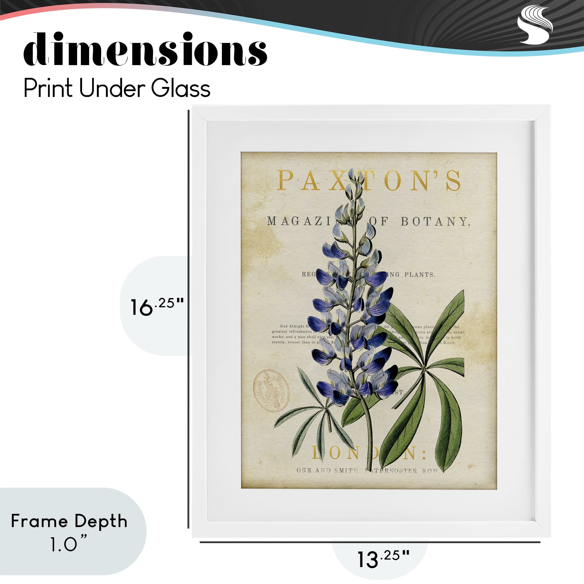 Stupell Industries Natural Botany Lupine White Framed Print Under Glass, design by Susan Arnot