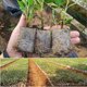 thumbnail image 4 of Bolsas biodegradables para vivero shaofei 100 piezas 8 x 10 cm, 4 of 5