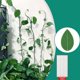 thumbnail image 3 of Paquete de 30 clips de montaje en pared para plantas trepadoras con 36 pegatinas adhesivas acrílicas, clips de fijación para plantas Kuyhfg Bienvenido a Kuyhfg, 3 of 5