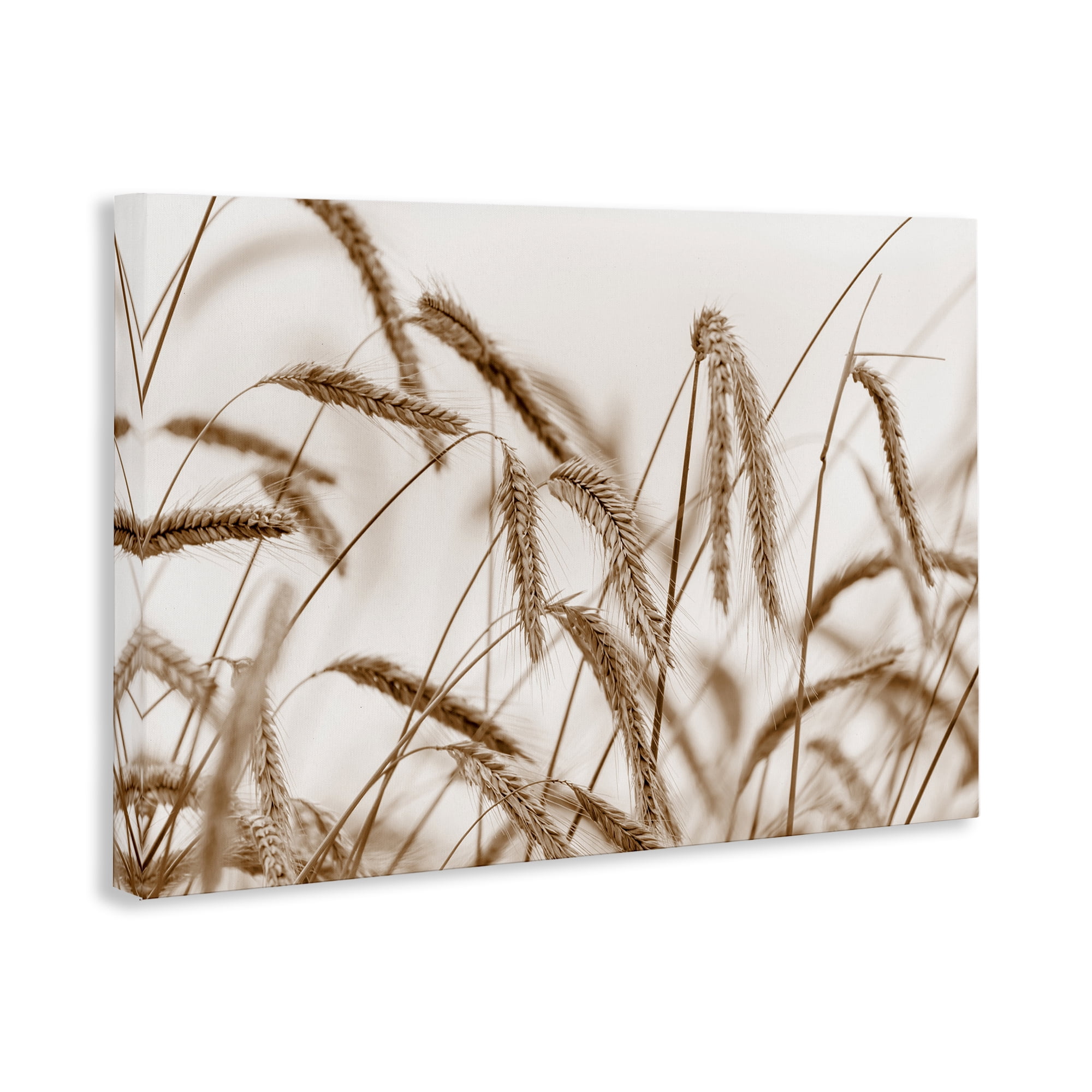 Stupell Industries Windswept Wheat Sprigs Plants & Flowers Photography Wrapped Canvas Art Print Wall Art, 30 x 20