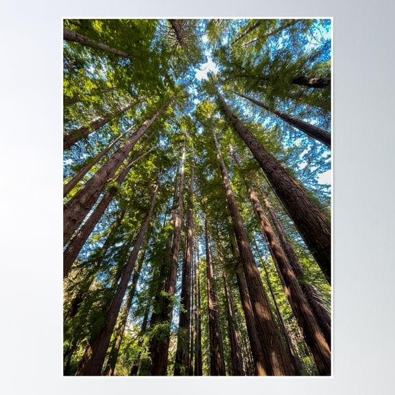Redwood Forest Trees Poster Wall Art, Modern Wall Decor, 8x12 UNFRAMED