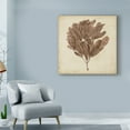 thumbnail image 3 of Trademark Fine Art 'UA CH Vintage Seaweed III' Canvas Art by Georg C. Oeder, 3 of 4